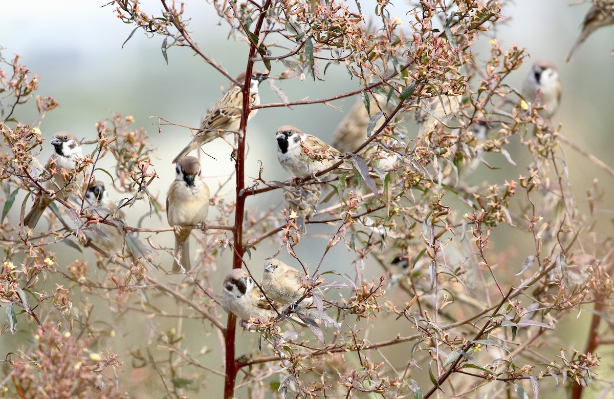 Eurasian Tree Sparrow - ML646120105