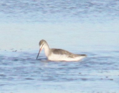 Spotted Redshank - ML646120106