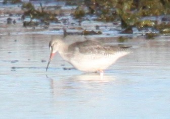 Spotted Redshank - ML646120107