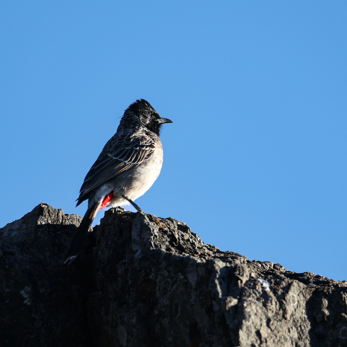 Red-vented Bulbul - ML646120110