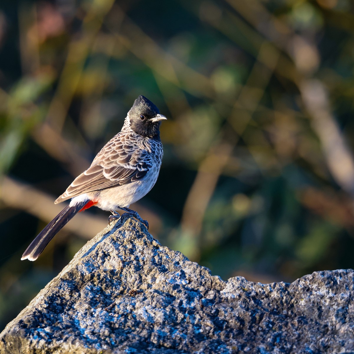 Red-vented Bulbul - ML646120111