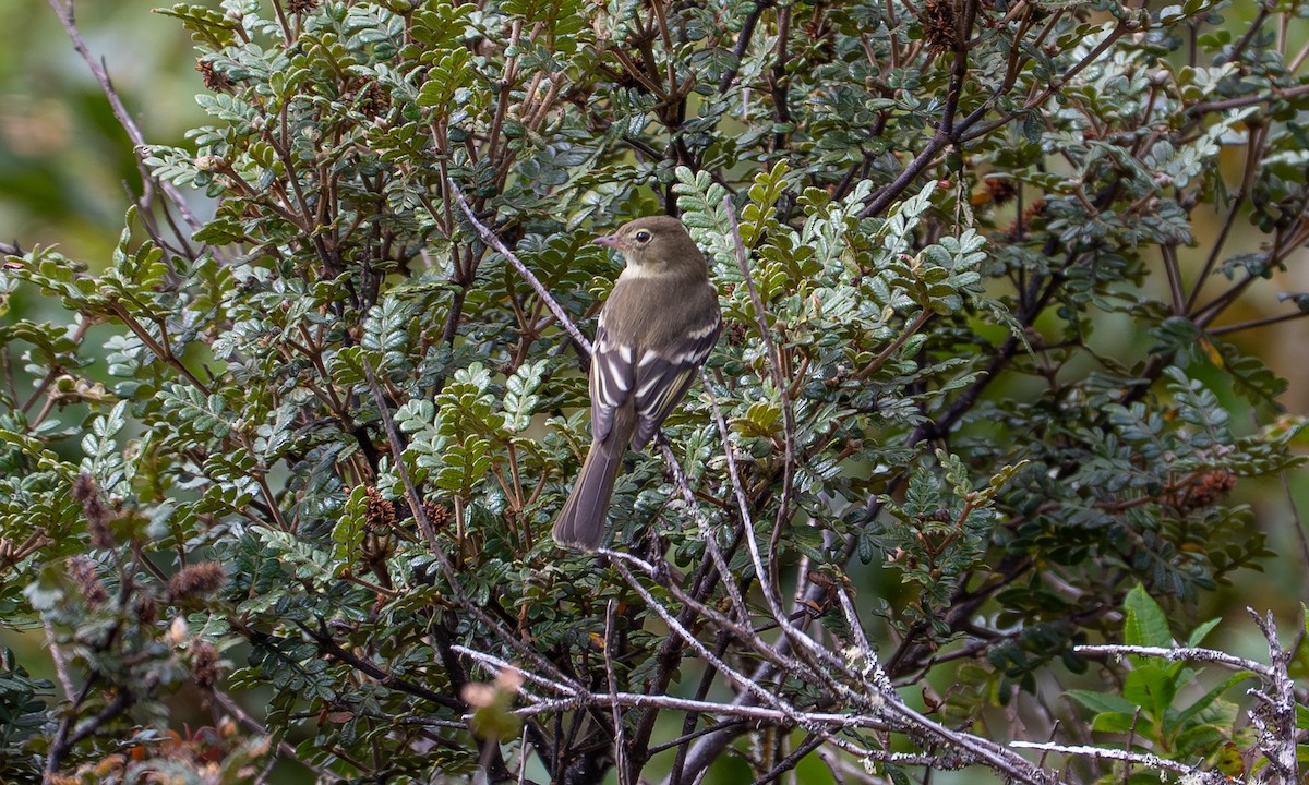 Sierran Elaenia - ML646120113