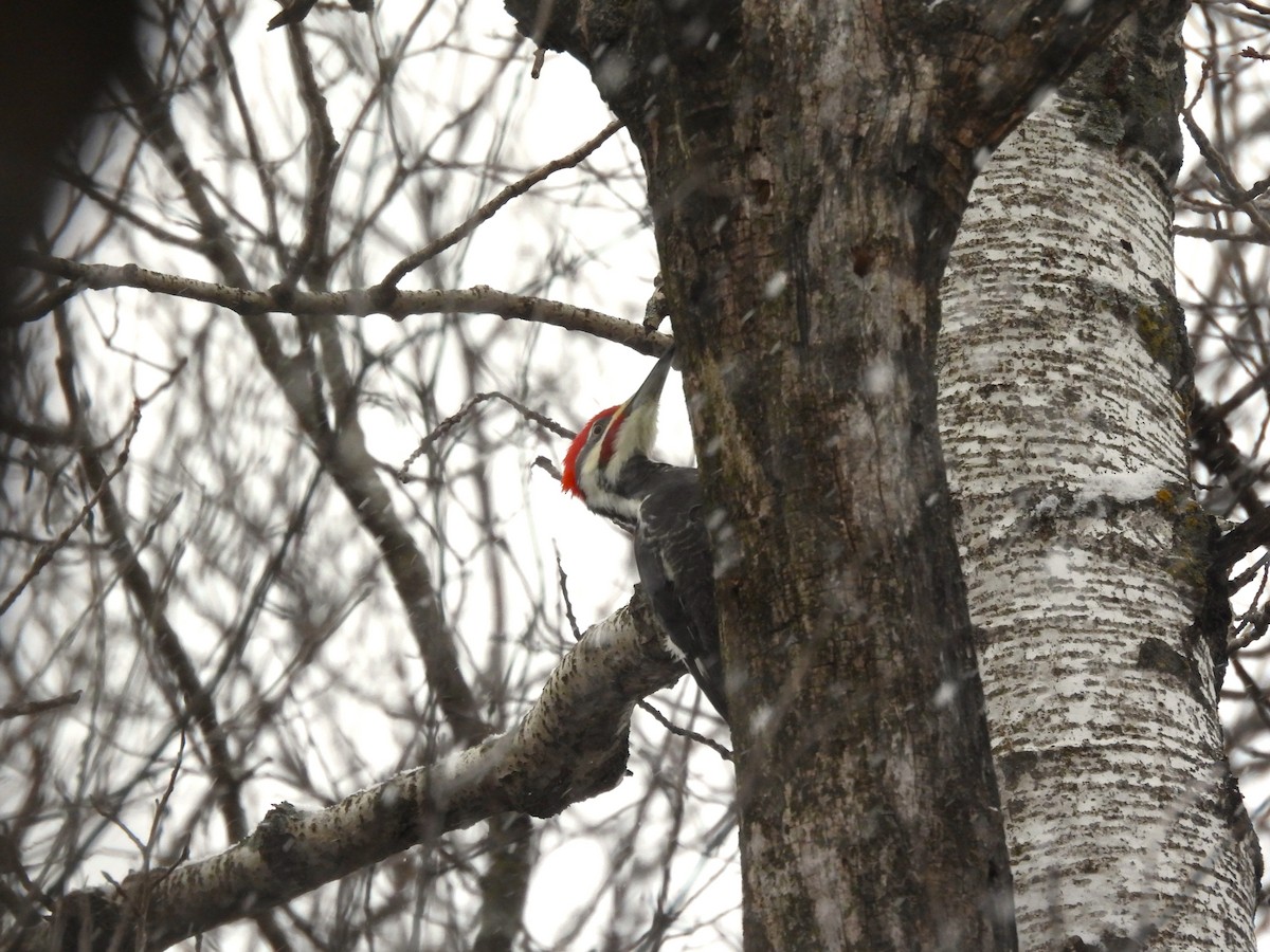 Kuzey Amerika Kara Ağaçkakanı - ML646120120