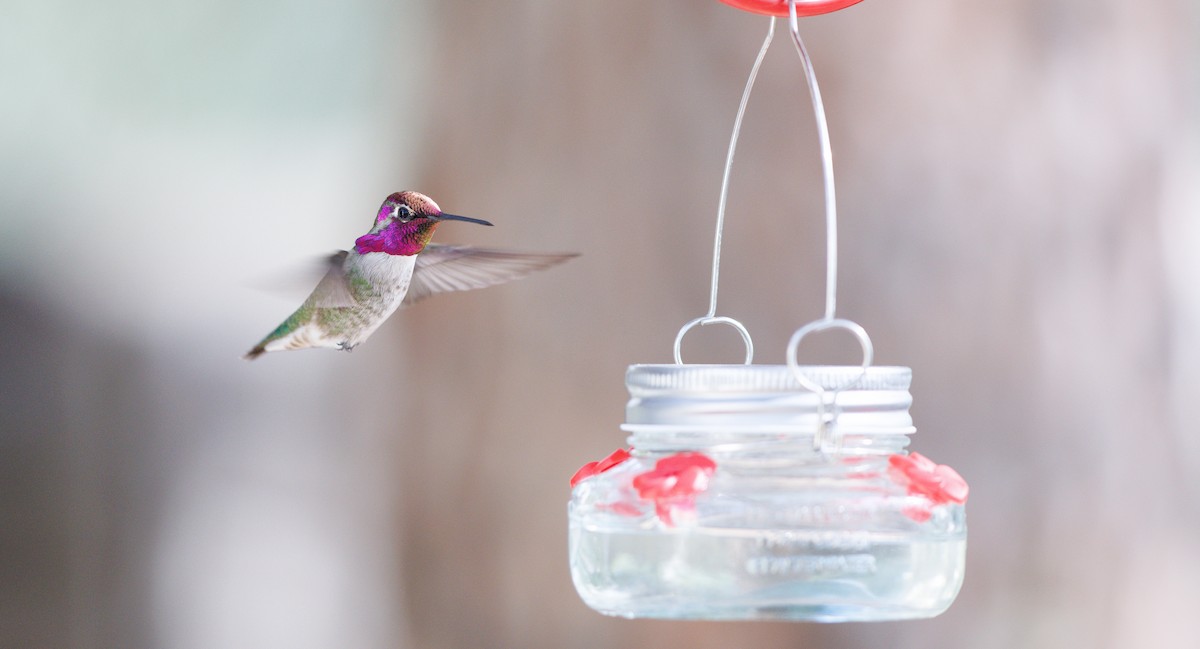 Costa Kolibrisi - ML646120122