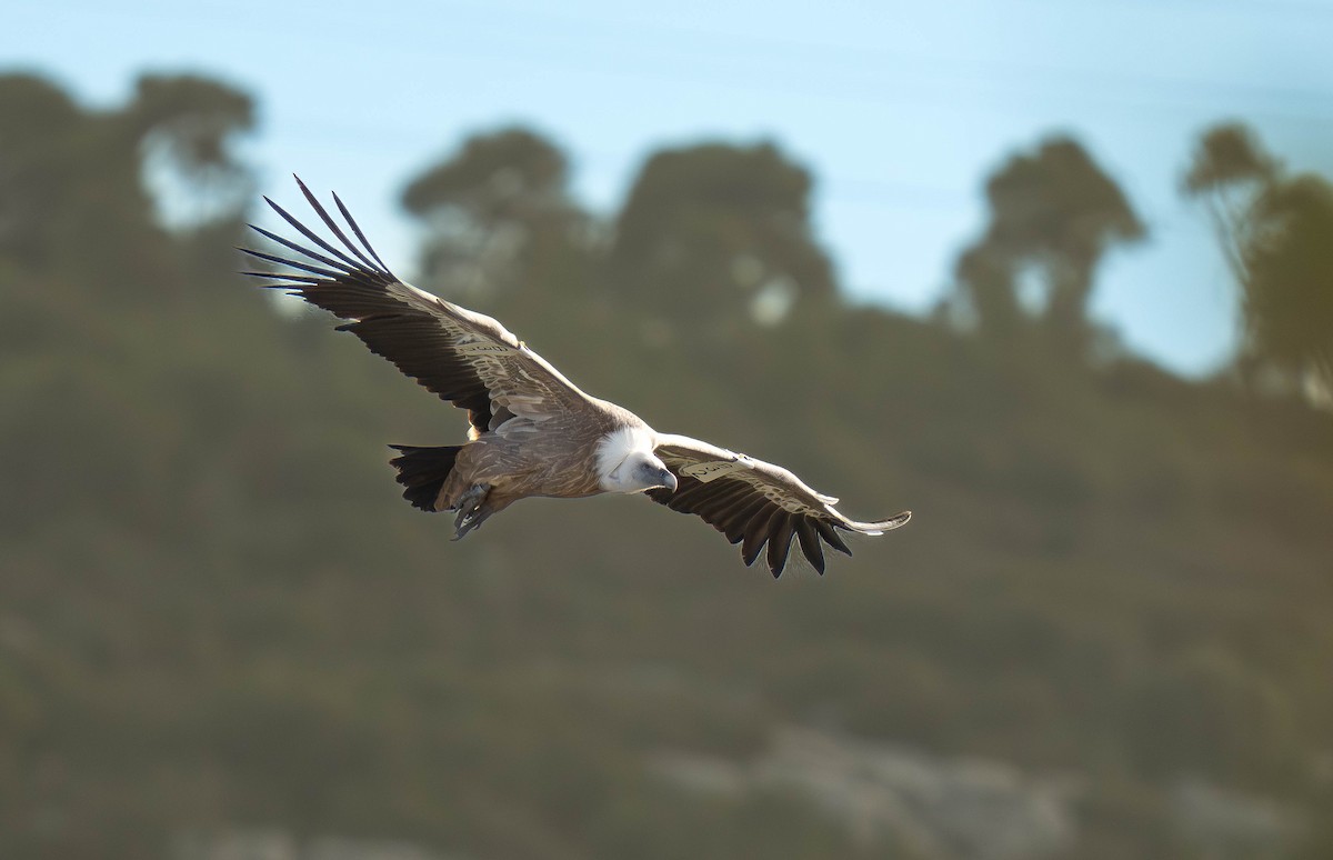 Kızıl Akbaba - ML646120125