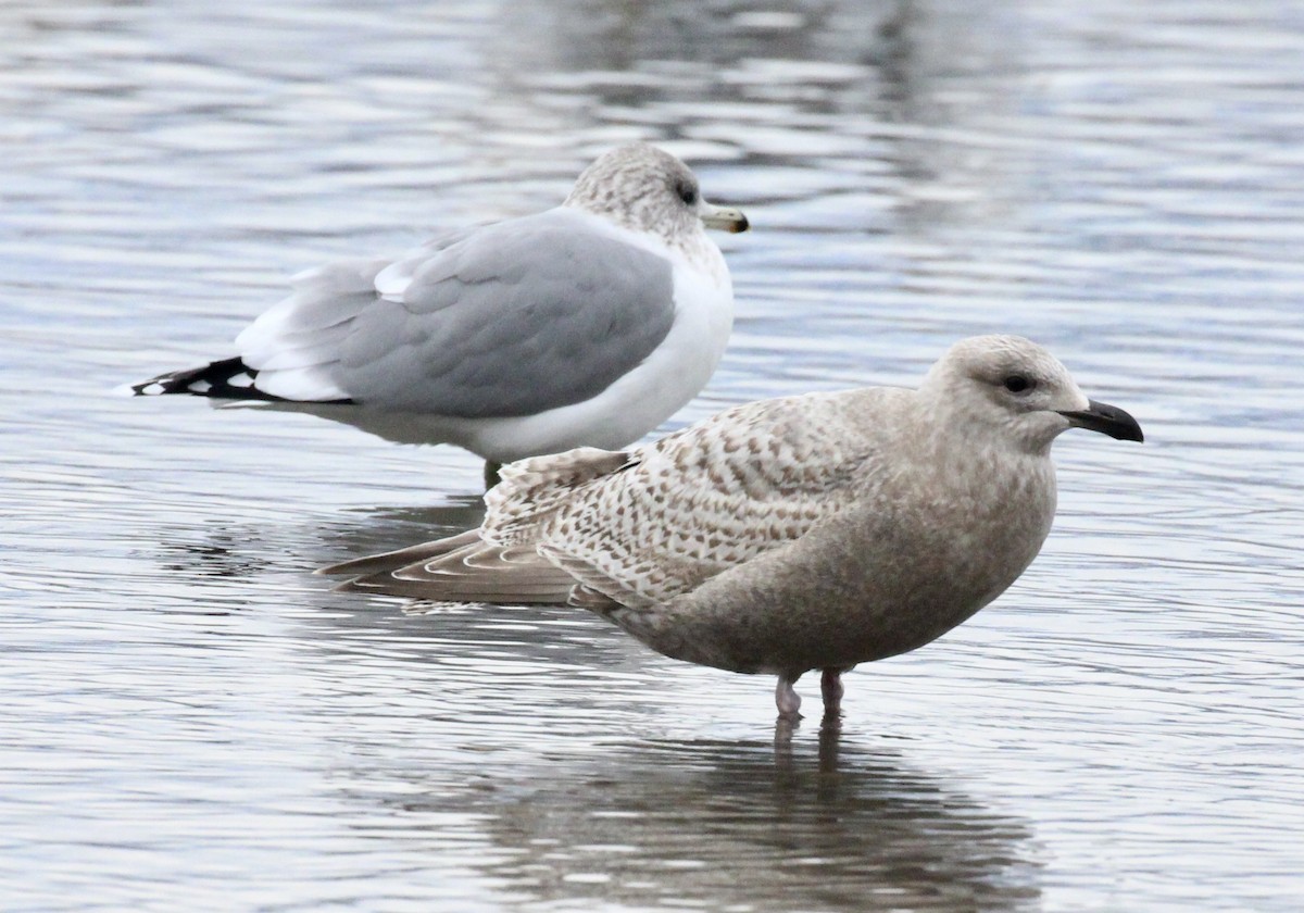 Buz Rengi Martı - ML646120128