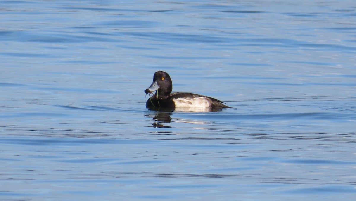 Tepeli Patka - ML646120129