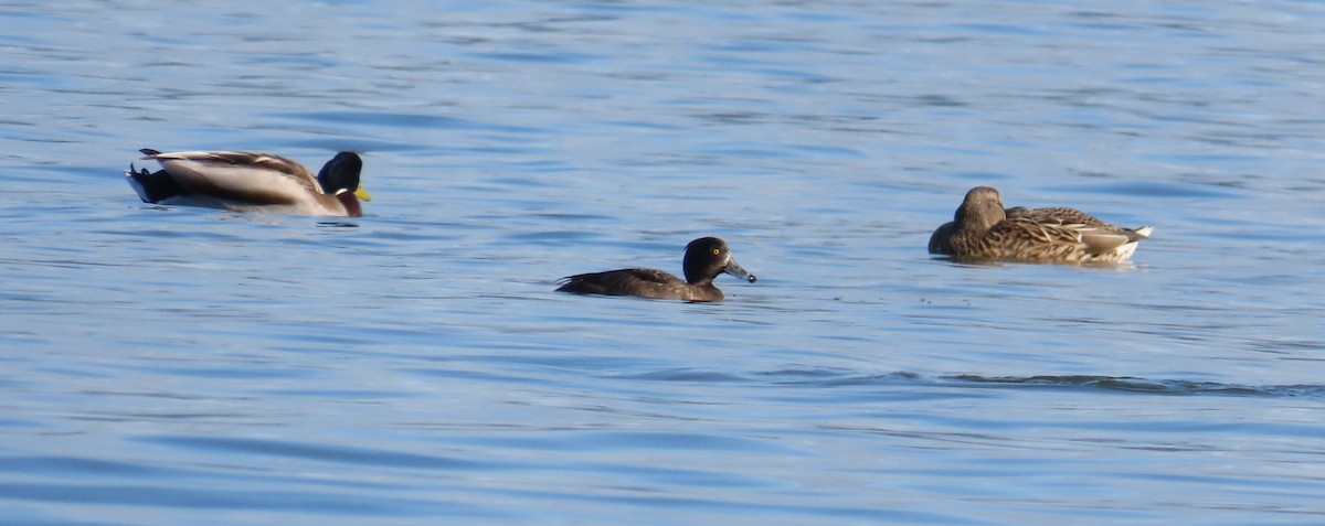 Tepeli Patka - ML646120130