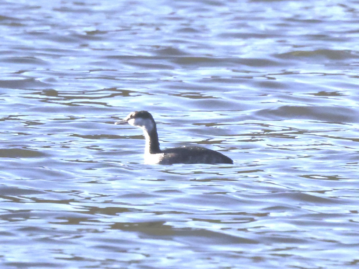 Horned Grebe - ML646120132