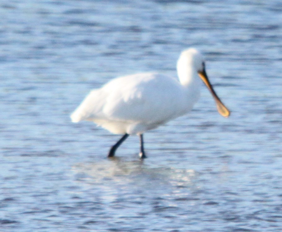 Kaşıkçı - ML646120133