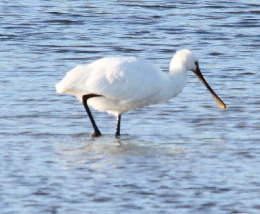 Kaşıkçı - ML646120134