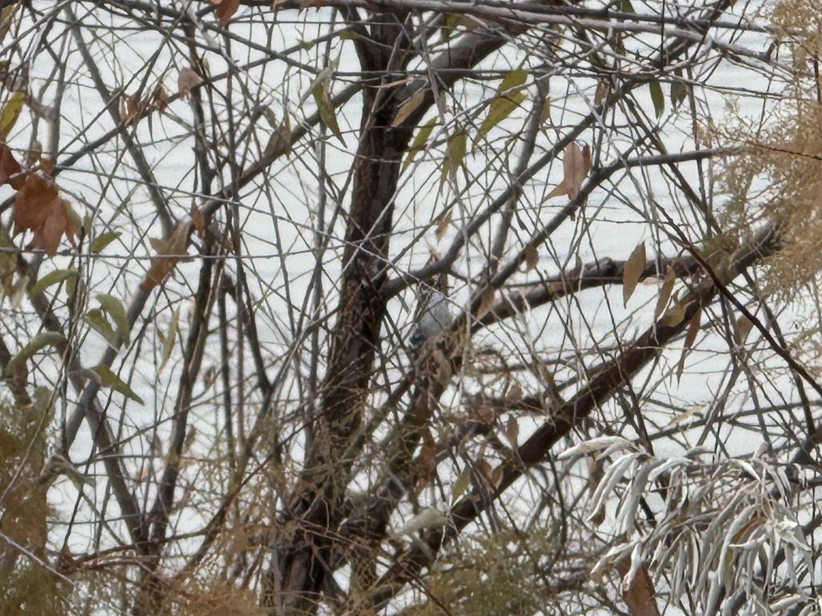 Sert Tüylü Ağaçkakan - ML646120138