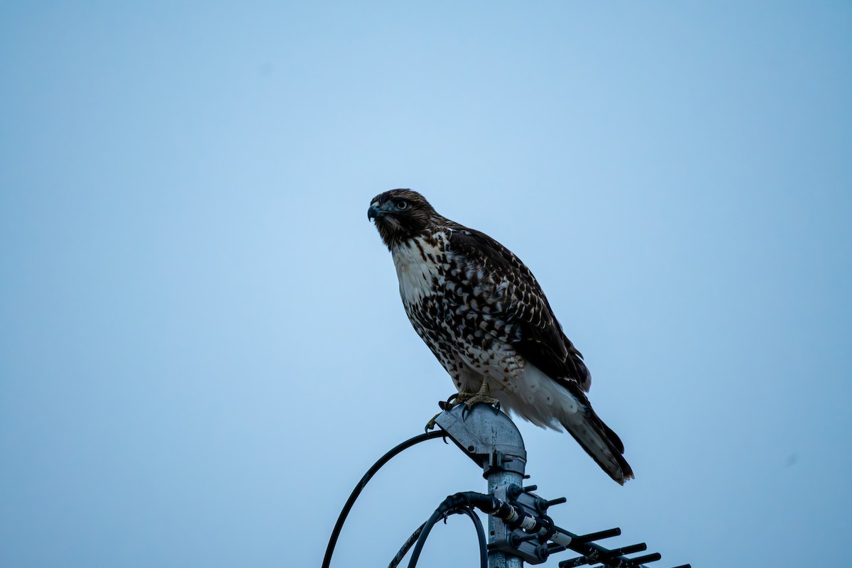 Kızıl Kuyruklu Şahin - ML646120139