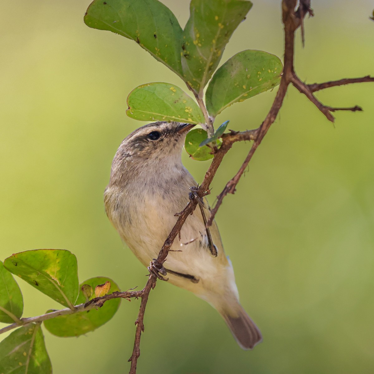 Ak Kaşlı Çıvgın - ML646120147