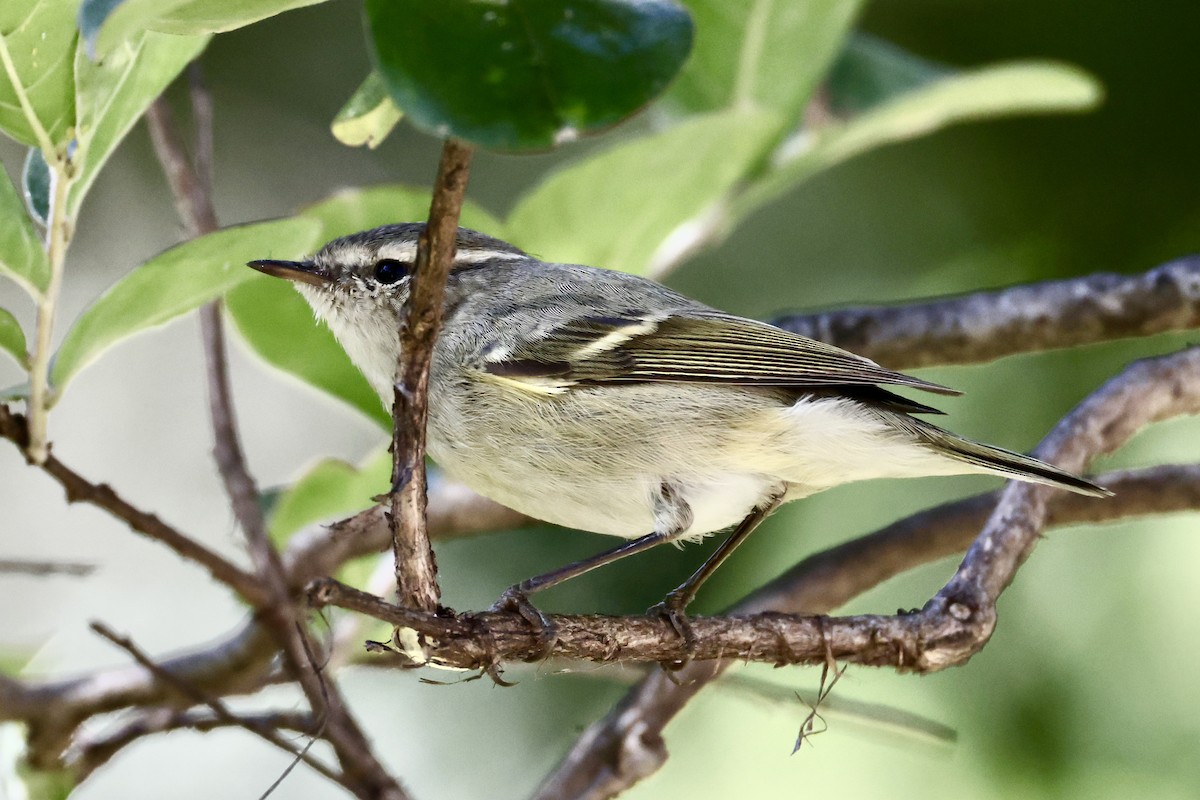 Ak Kaşlı Çıvgın - ML646120148