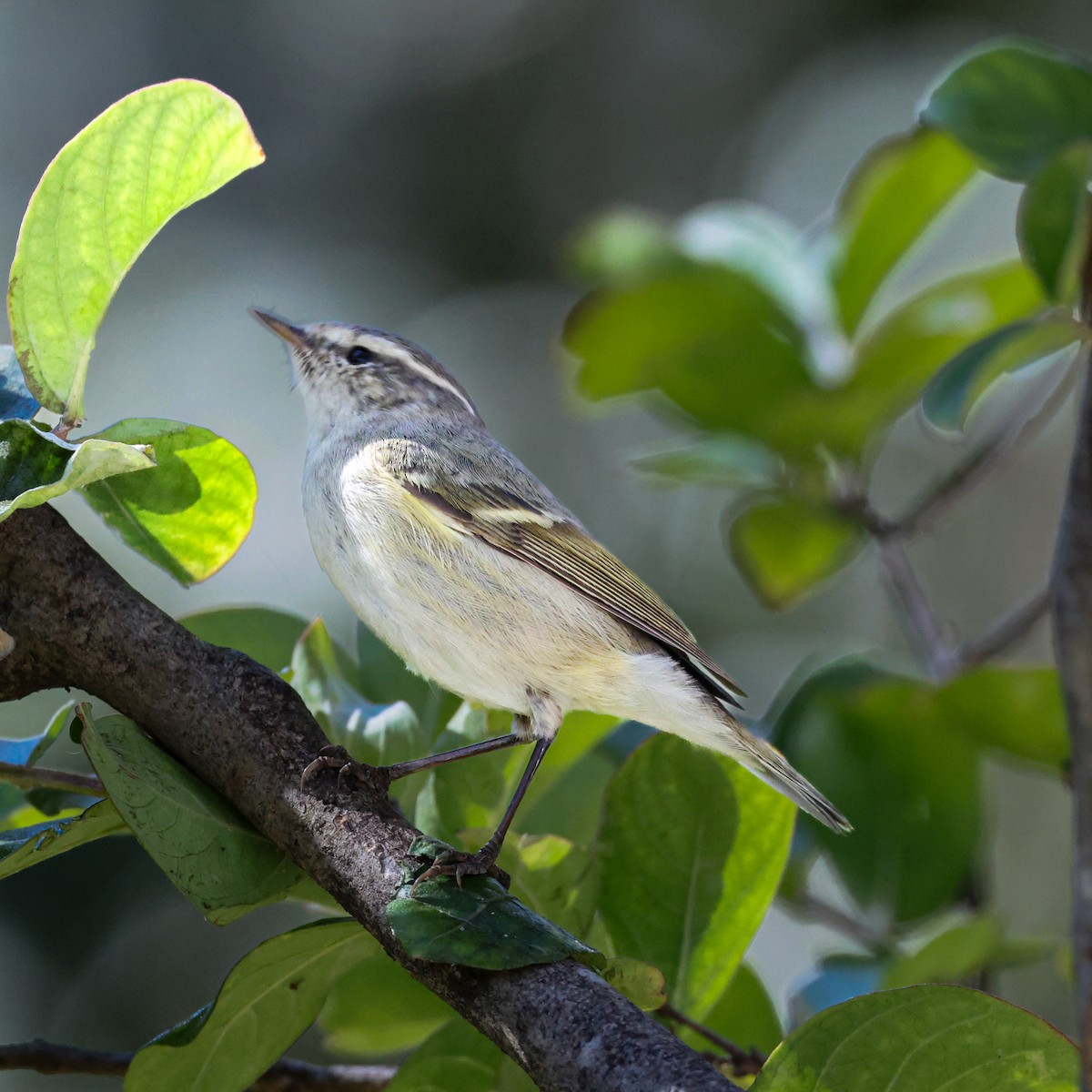 Ak Kaşlı Çıvgın - ML646120149