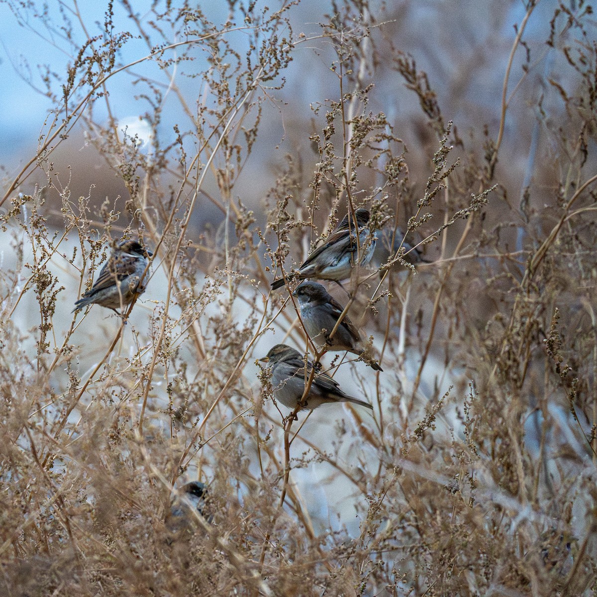 Serçe - ML646120150