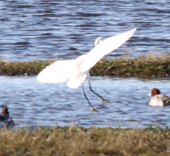 Küçük Ak Balıkçıl - ML646120151