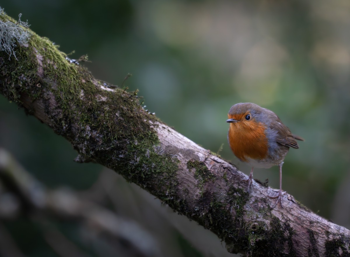 Kızılgerdan - ML646120156