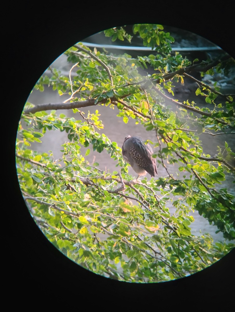 Yeşil Balıkçıl - ML646120157