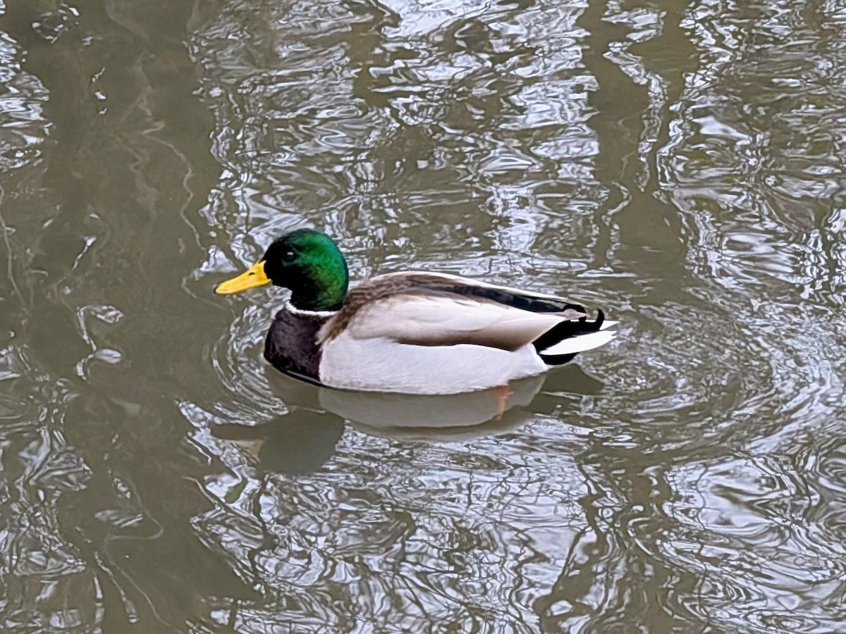 Yeşilbaş - ML646120158