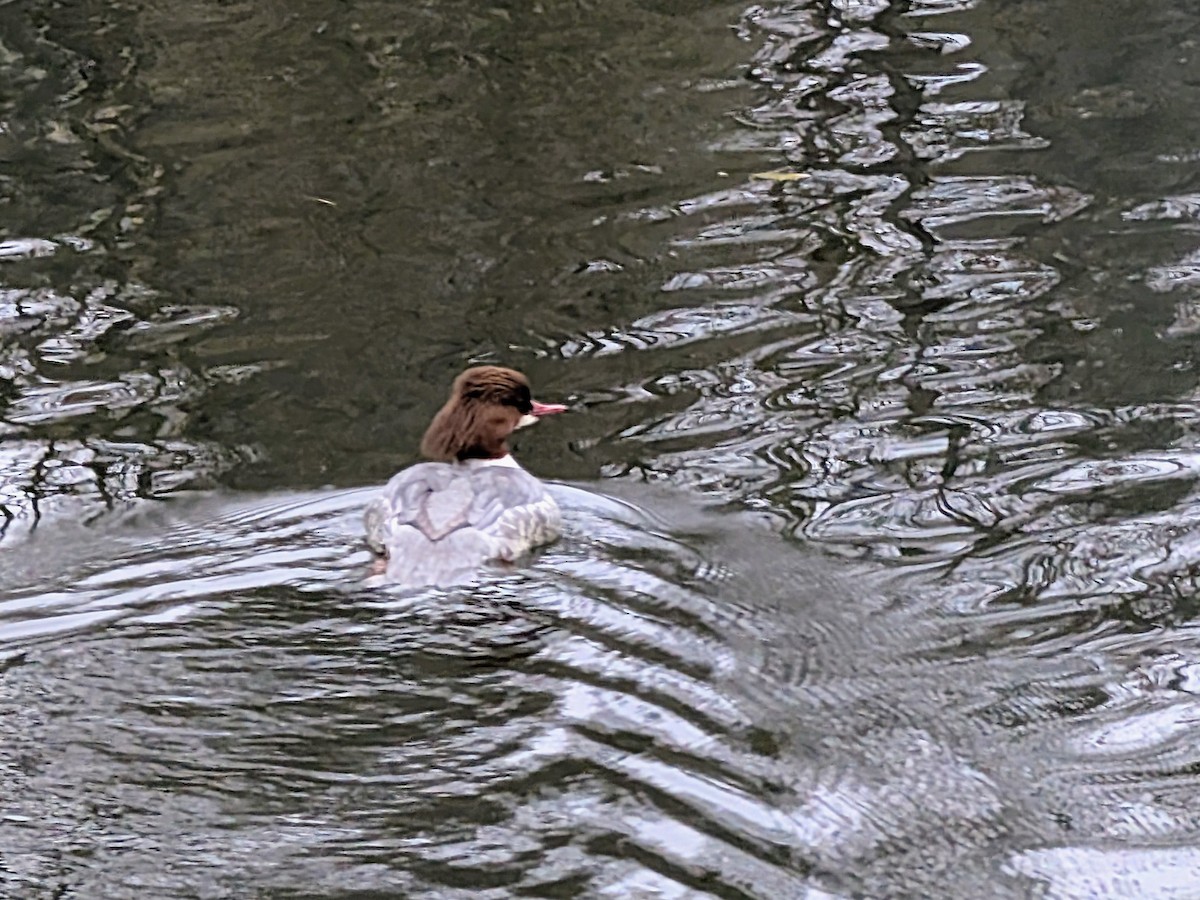 Büyük Tarakdiş - ML646120159