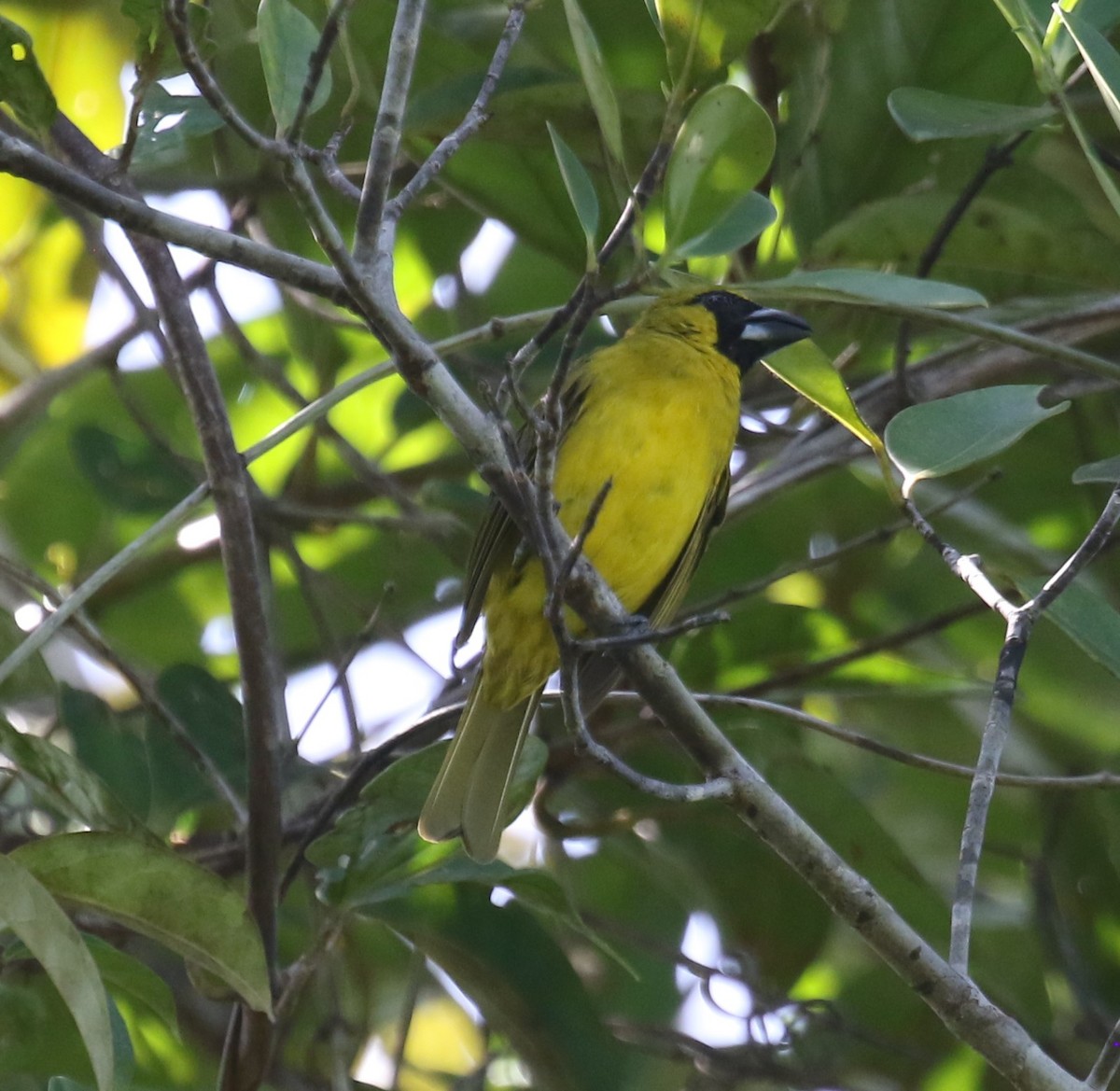 Güneyli Kara Yüzlü Kocabaş - ML646120160