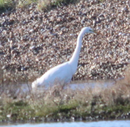 Büyük Ak Balıkçıl - ML646120162