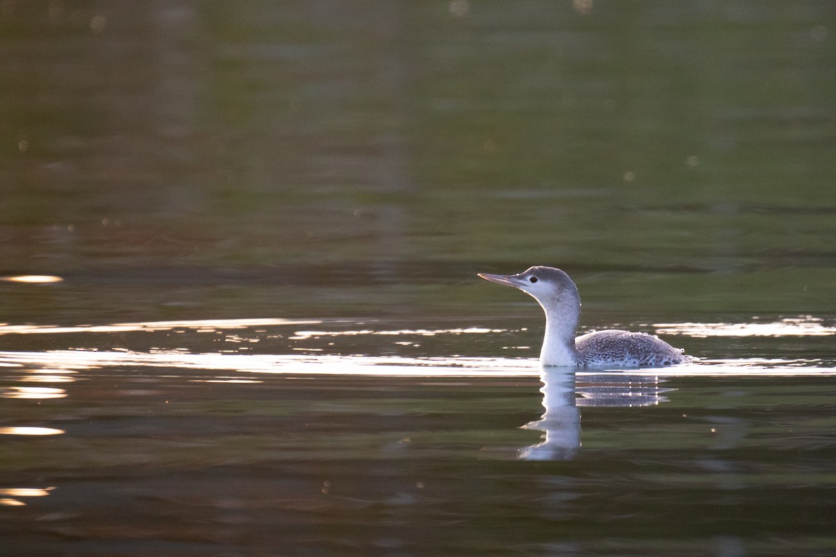 Red-throated Loon - ML646120164