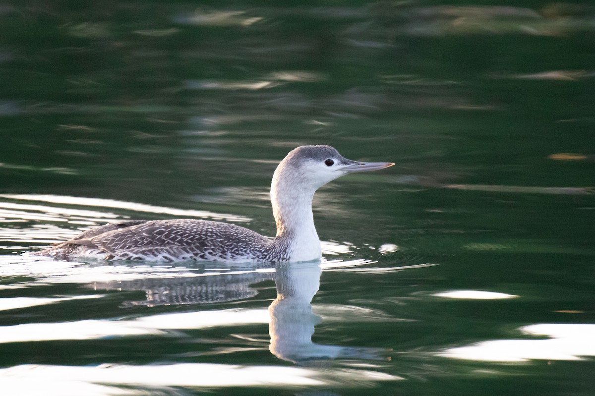 Red-throated Loon - ML646120165