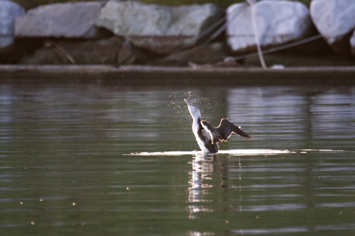Red-throated Loon - ML646120166
