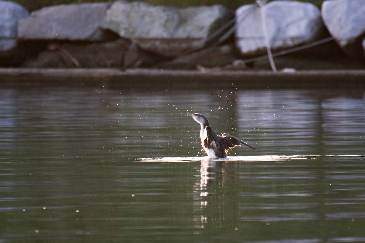 Red-throated Loon - ML646120167