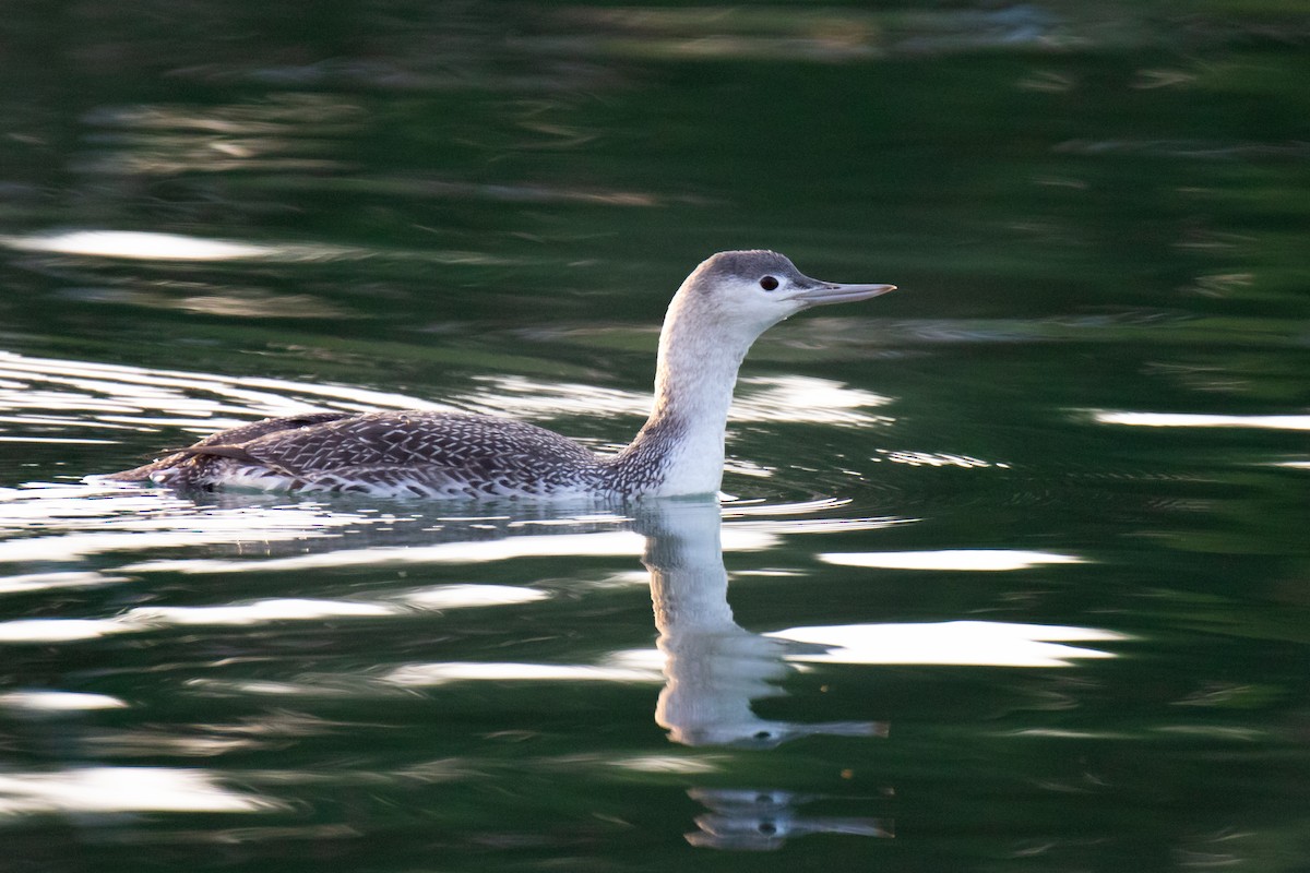 Red-throated Loon - ML646120168