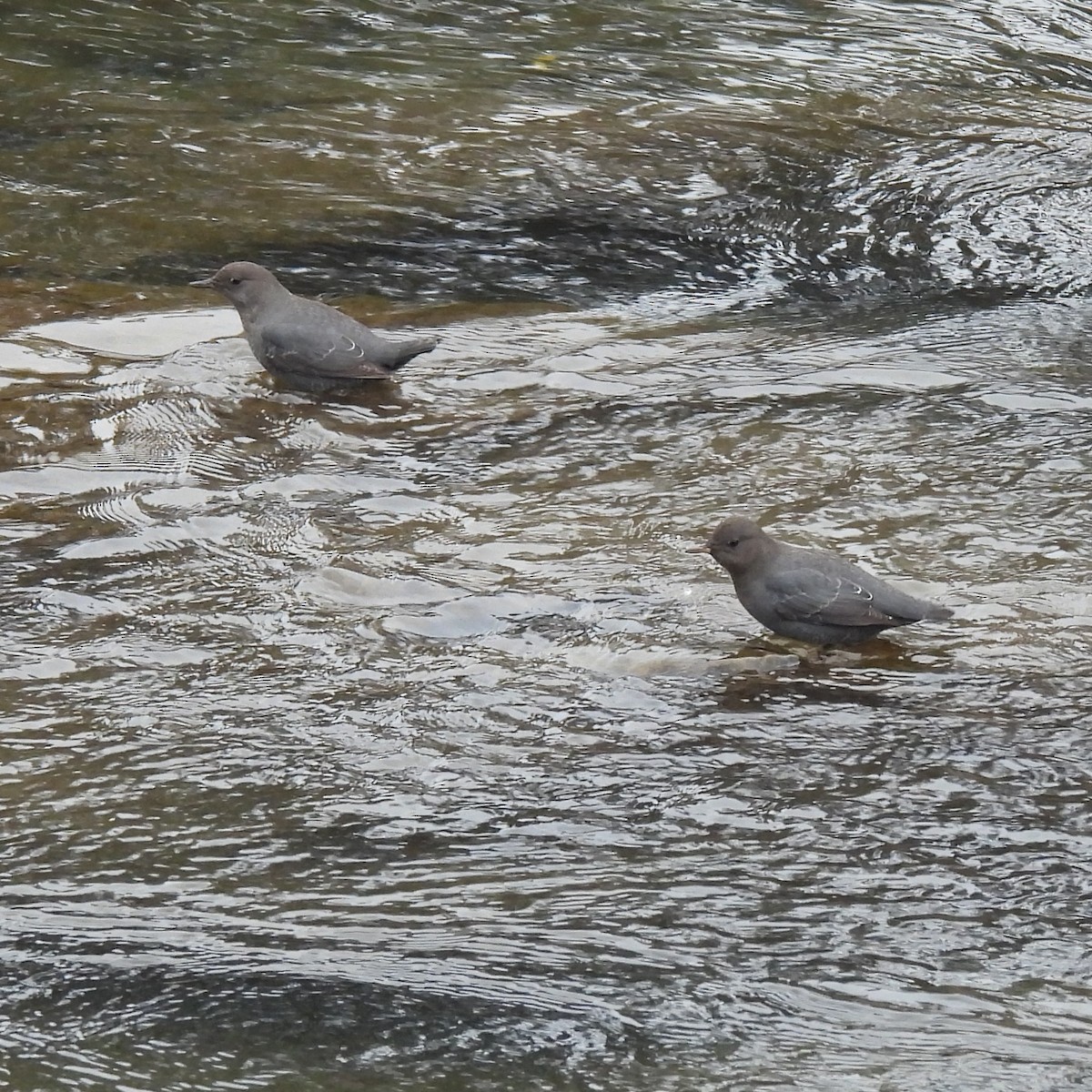 Amerika Derekuşu - ML646120169