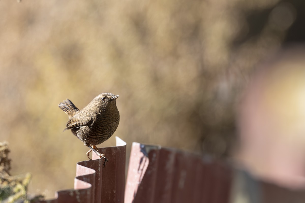 Çıtkuşu - ML646120170