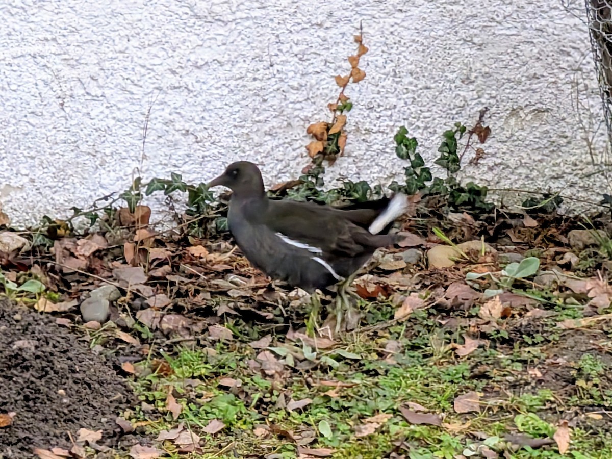 Sutavuğu - ML646120171