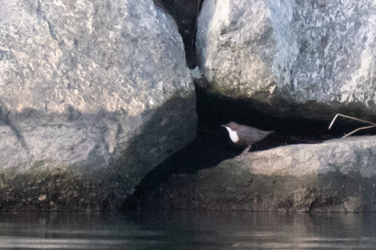 אמודאי הנחלים - ML646120172