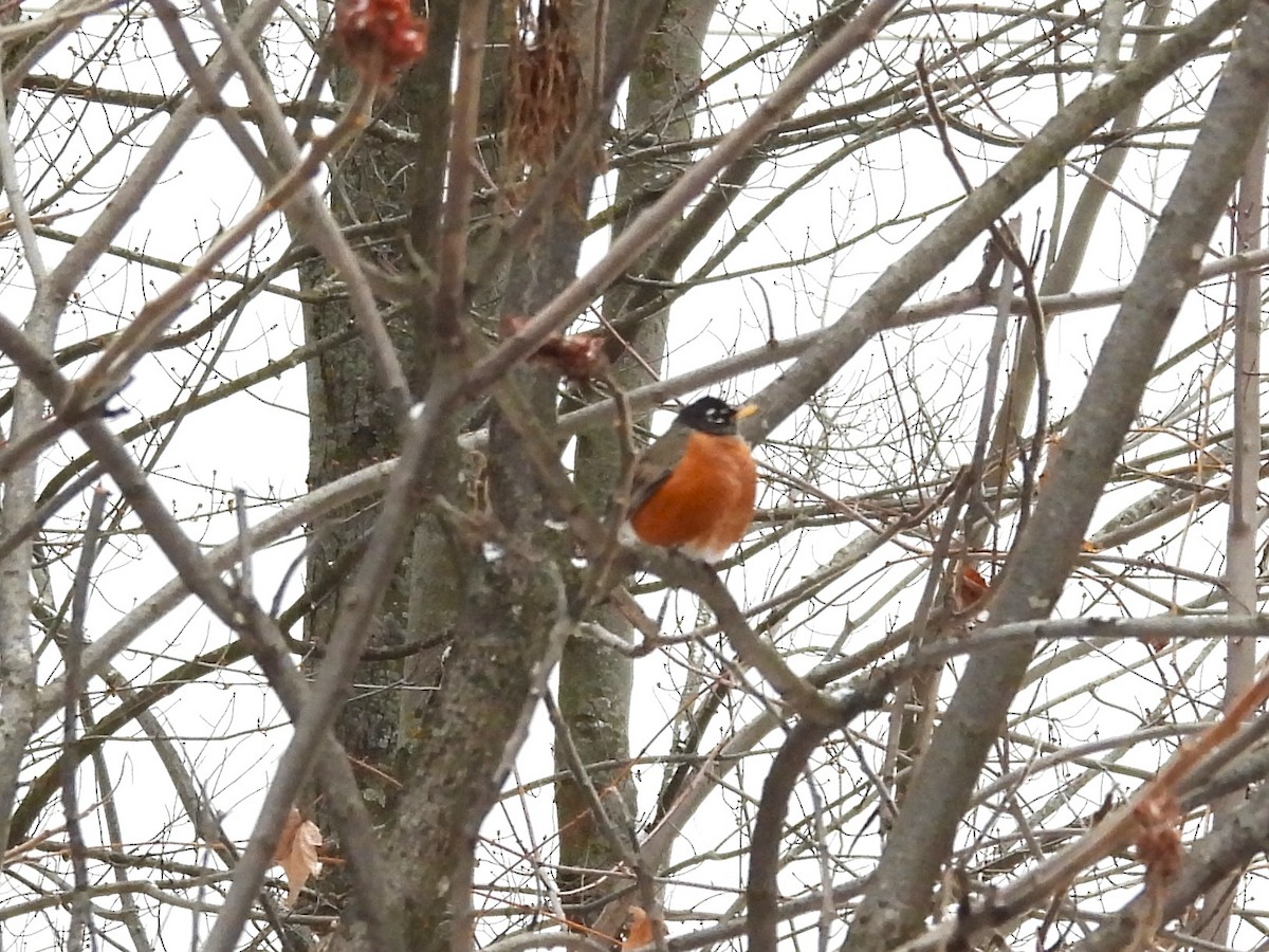 Göçmen Ardıç - ML646120173