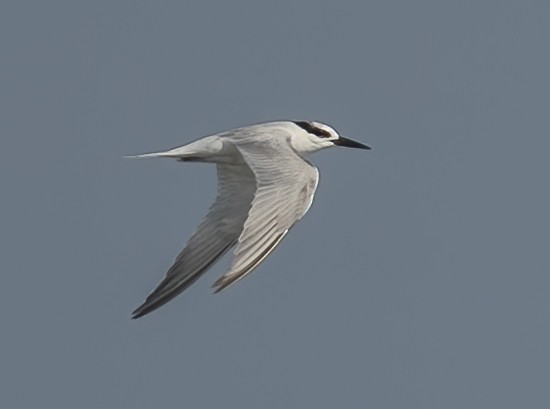 Küçük Sumru - ML646120174