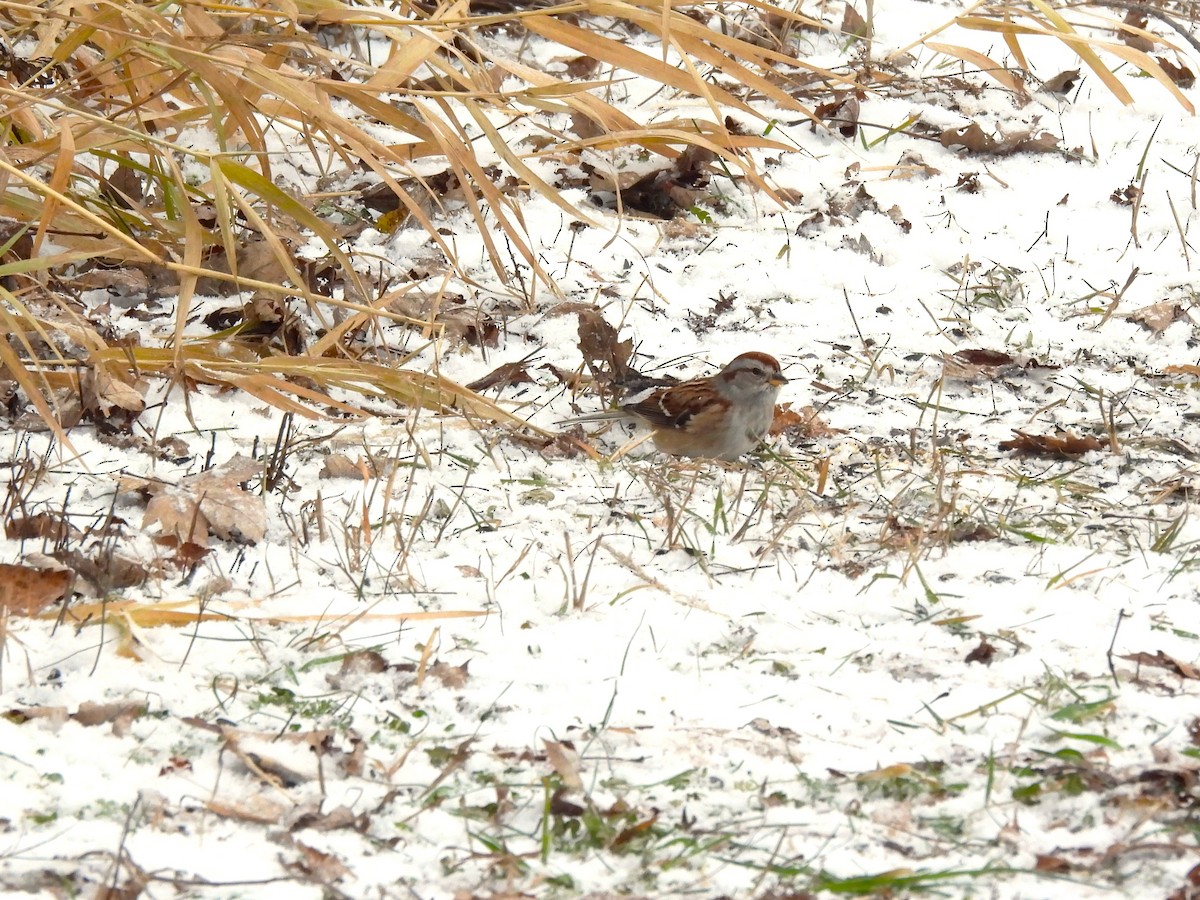 Baumammer - ML646120176