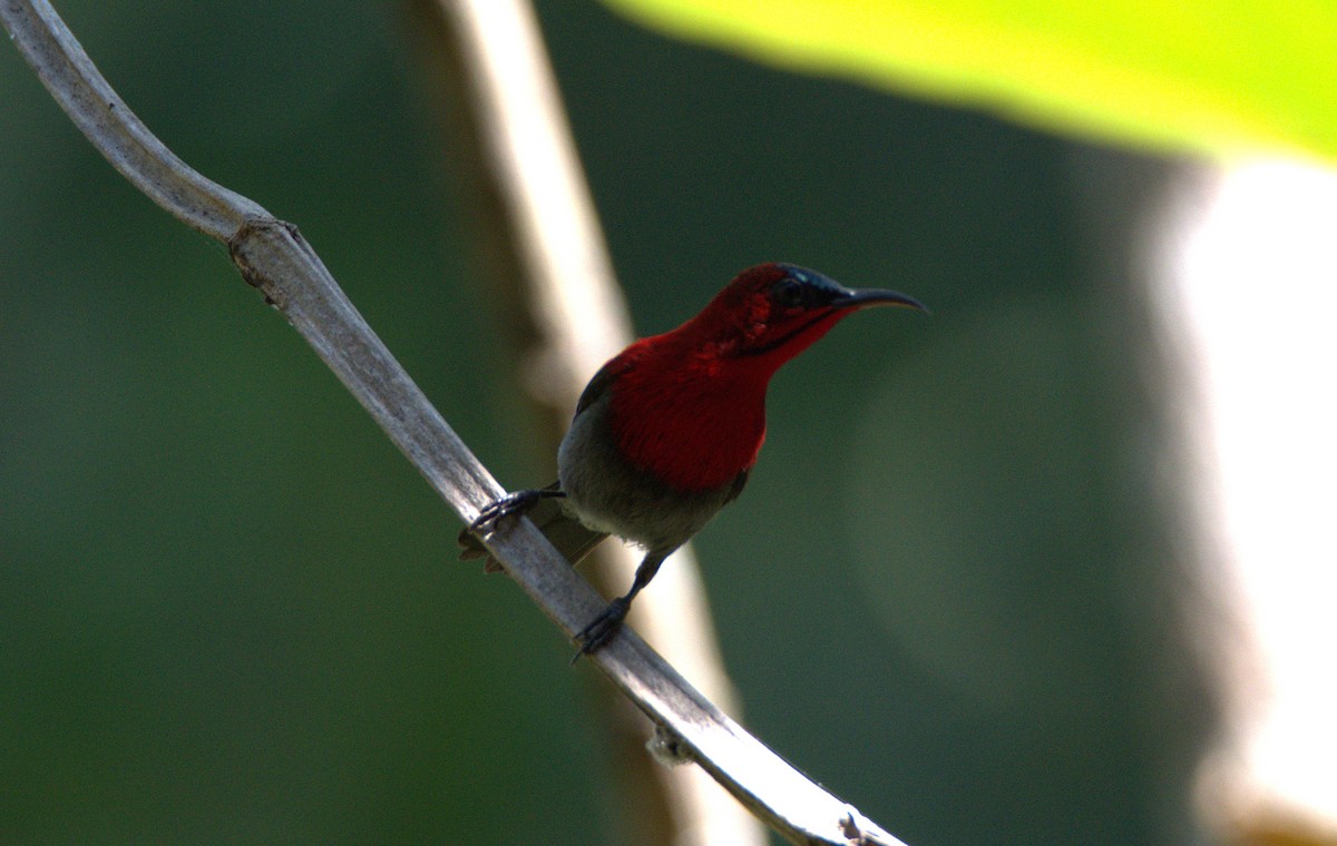 Suimanga Siparaja - ML646120178