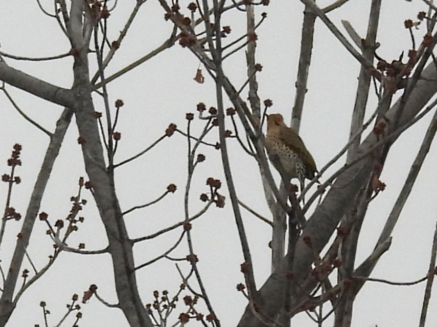 Northern Flicker - ML646120179