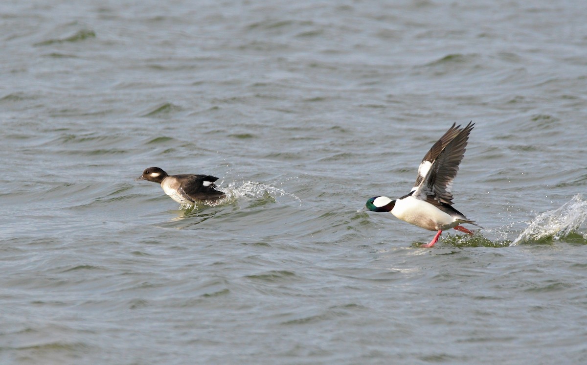 hohol bělavý - ML646120181