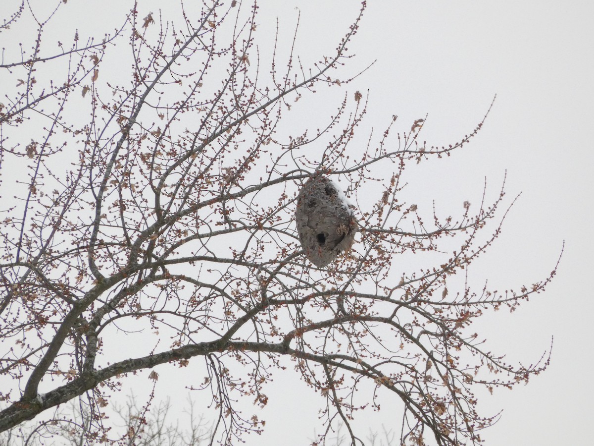 Insects - ML646120183