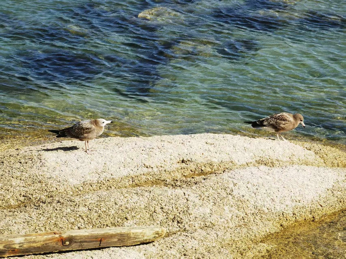 Black-tailed Gull - ML646120184