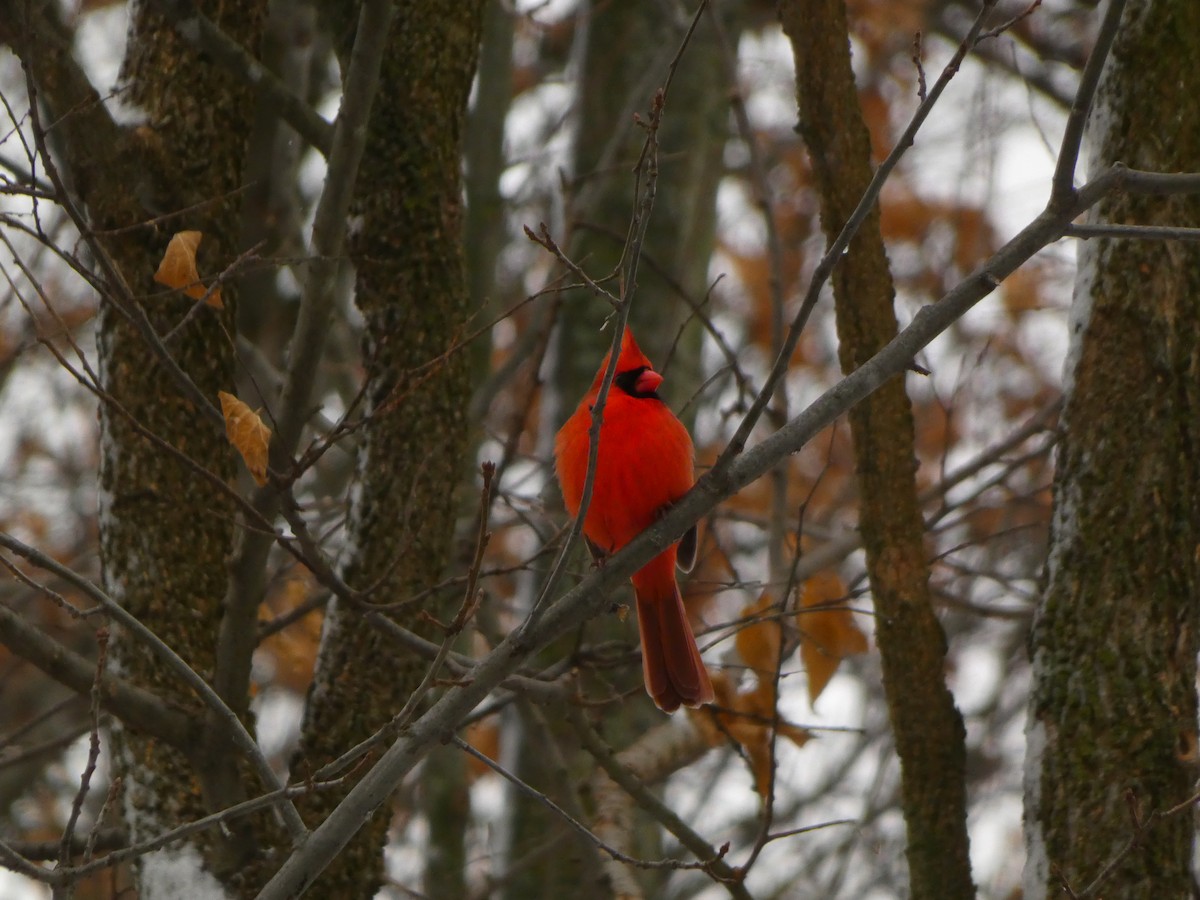 Northern Cardinal - ML646120188