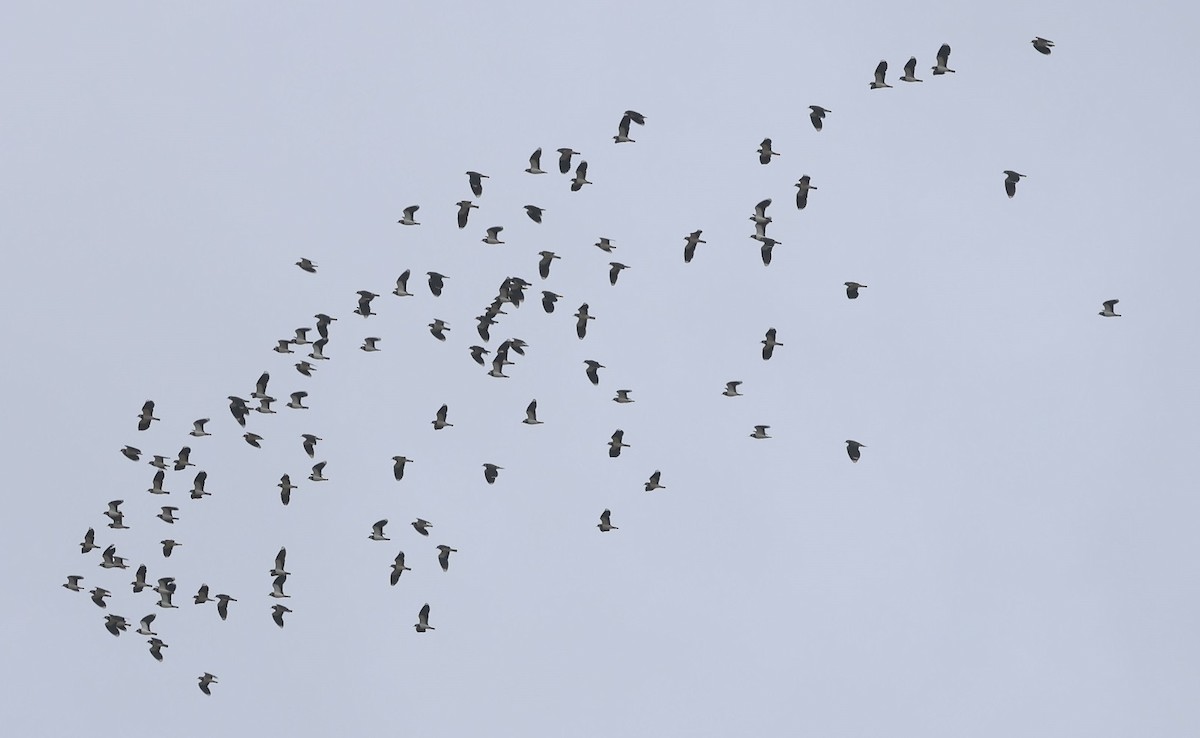 čejka chocholatá - ML646120198