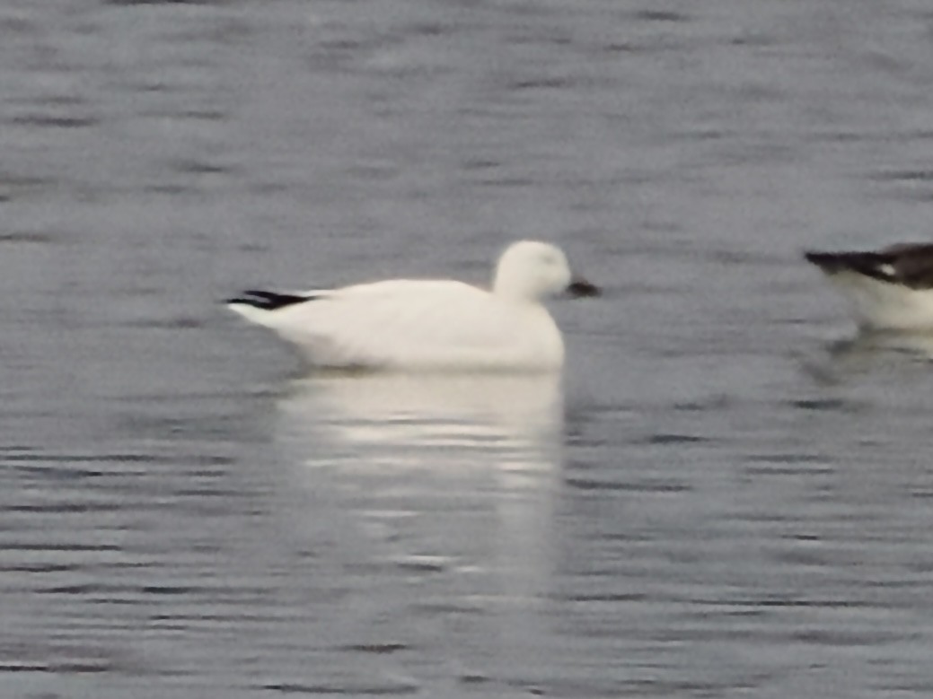 husa sněžní - ML646120199