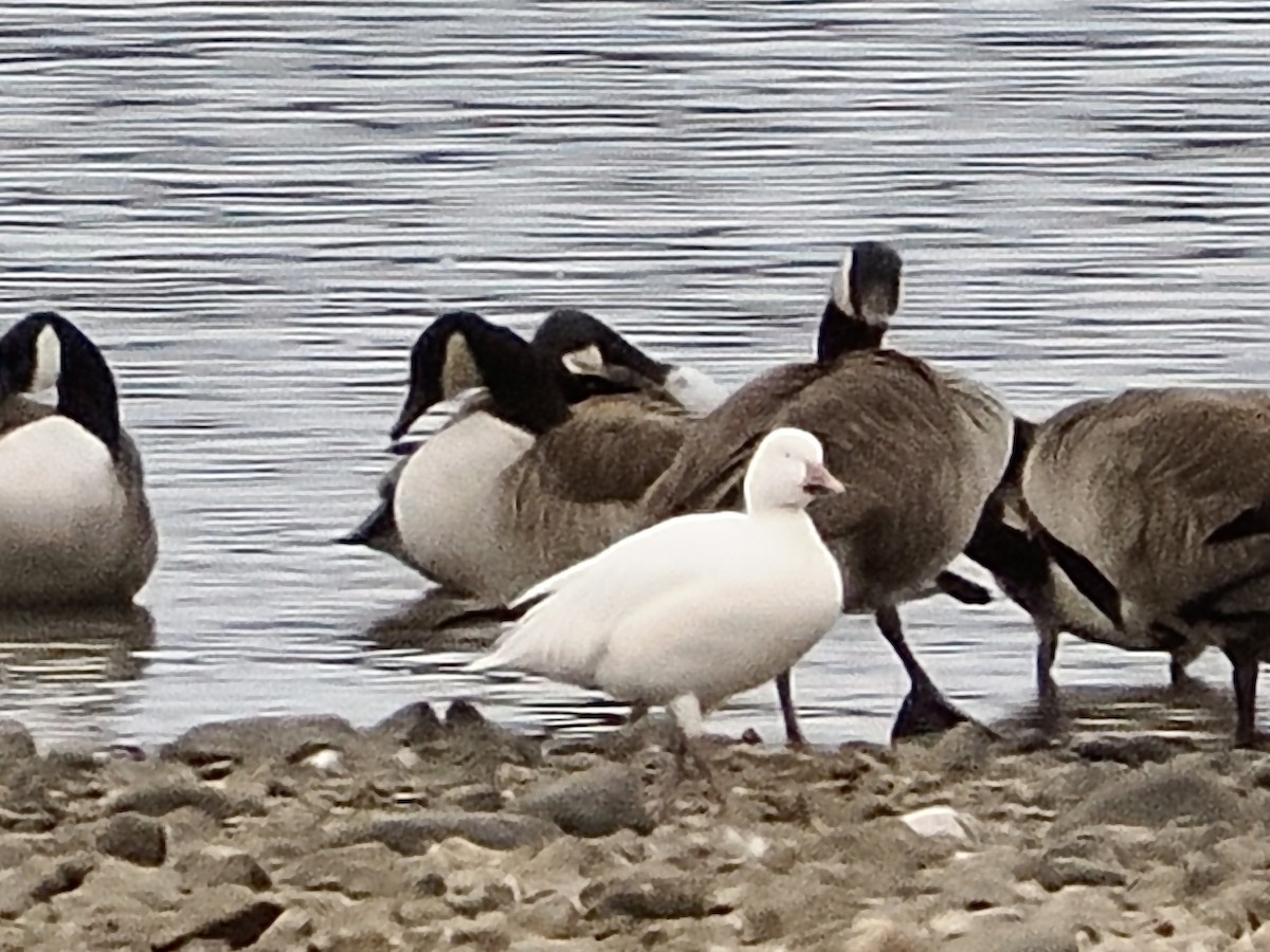 husa sněžní - ML646120200