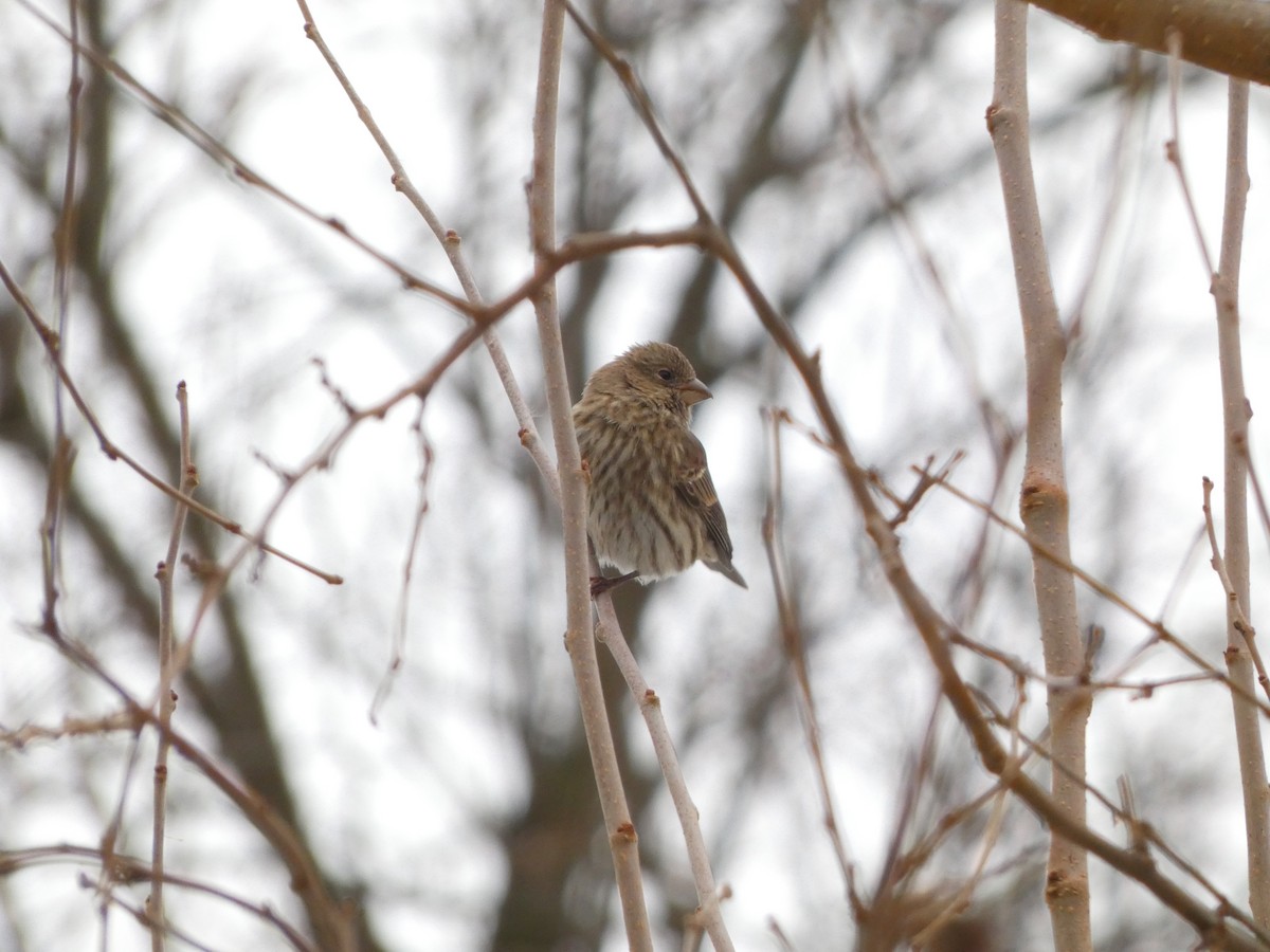 House Finch - ML646120201